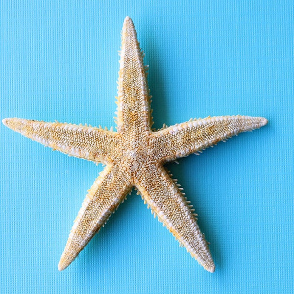 Real Dried Sand Sifting Sea Star | Preserved Spiny Starfish Display Specimen 3-4"