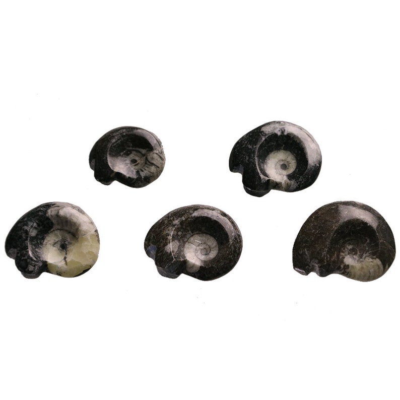 Mini Polished Goniatite Ammonite Fossils 1-1.5