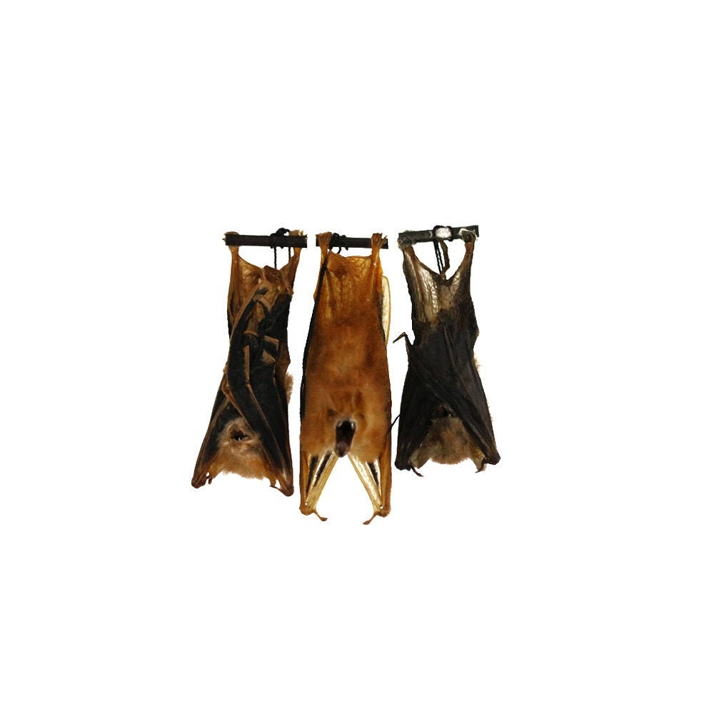 CLEAR WINGED WOOLY HANGING BACK BAT KERIVOULA PELLUCIDA REAL TAXIDERMY