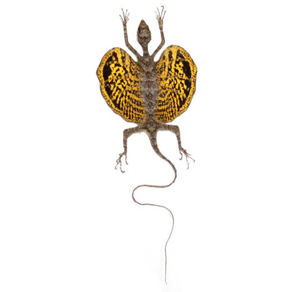 Yellow Flying Lizard Preserved Specimen | 1 piece