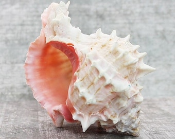 Real Pink Murex Seashell 4"