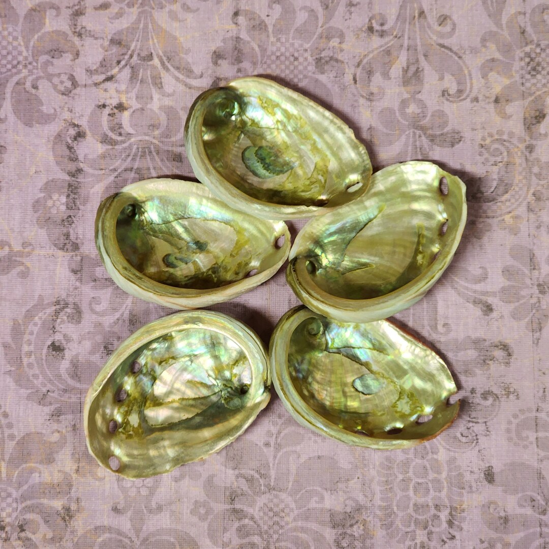 Red Abalone Natural Shells 3