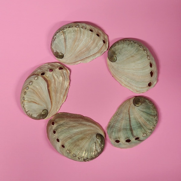 Red Abalone Natural Shells 3" Aqua & Pink Seashell | 5 pieces