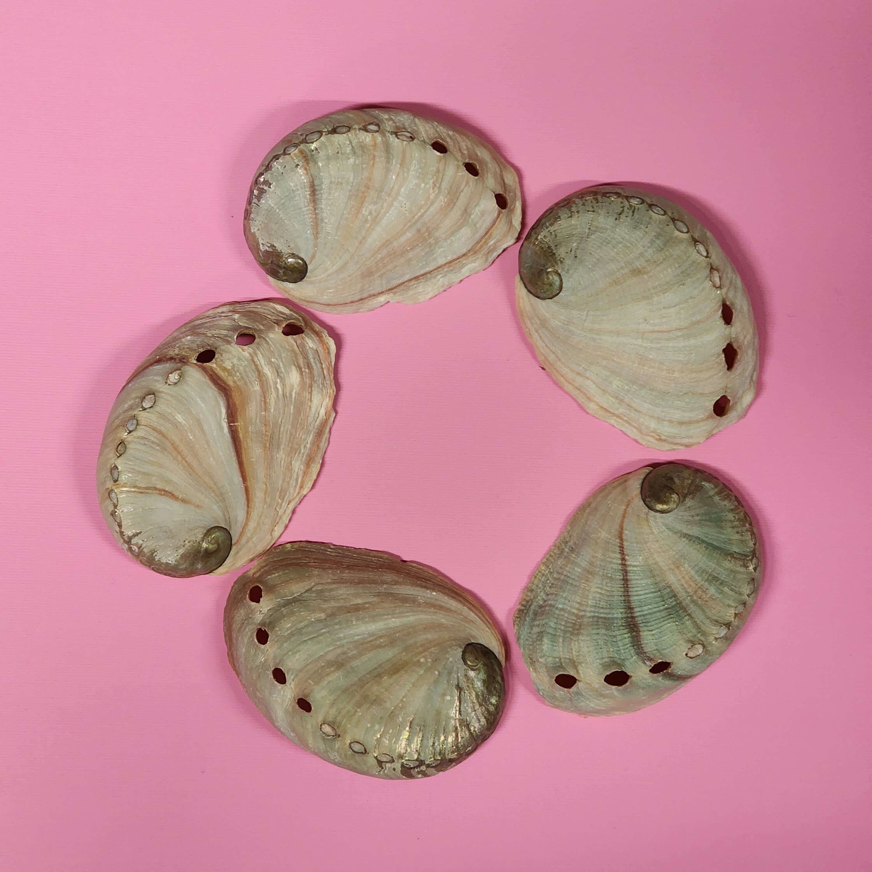 Red Abalone Natural Shells 3