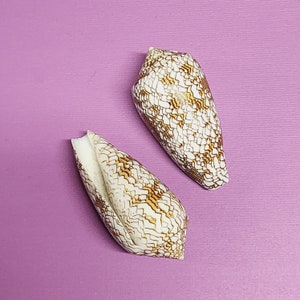 Conus Textile Shells Cloth of Gold 3 Cone Seashells 2 pieces image 1