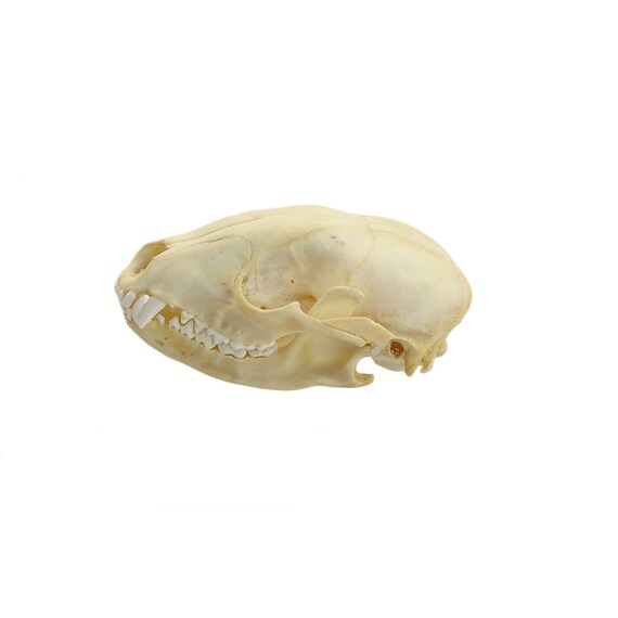 Real Raccoon Skull Pathology