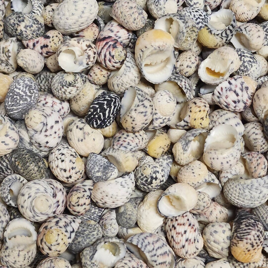 Assorted Nerite Shells 1/2