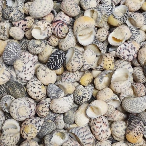 Assorted Nerite Shells 1/2&quot;-1&quot; | Zigzag Multi-colored Pale Craft Seashells