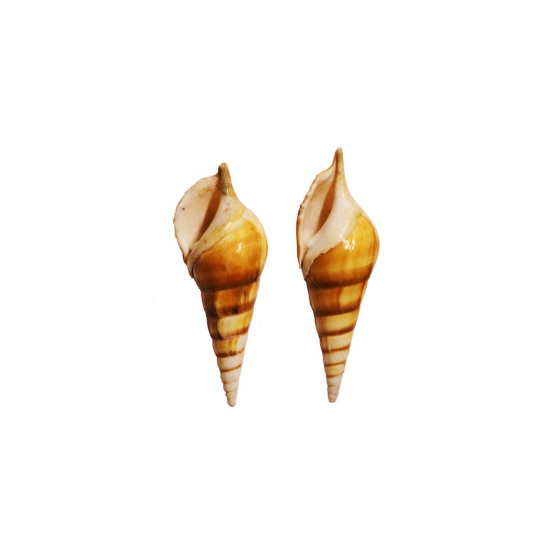 Tibia Curta Shell | Real Brown India Tibia Conch Seashells 4-5" - Etsy