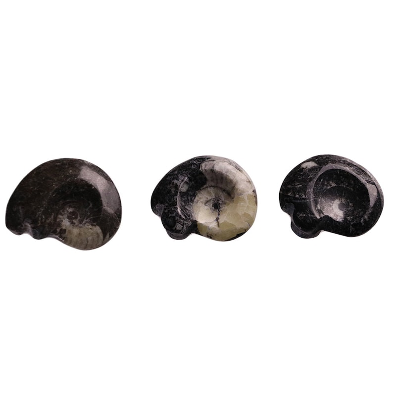 Mini Polished Goniatite Ammonite Fossils 1-1.5