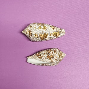 Conus Textile Shells Cloth of Gold 3 Cone Seashells 2 pieces image 2