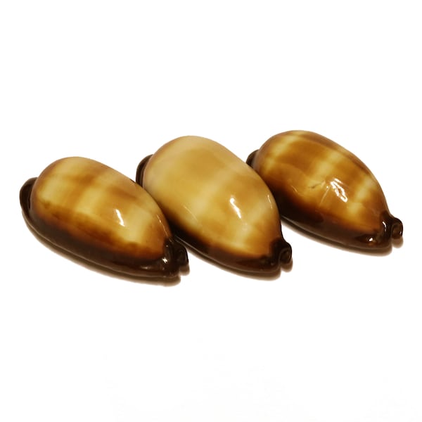 Brown Mole Cowrie Shell | Cypraea Talpa Cowry Seashell 2-2.5″ | 3 pieces