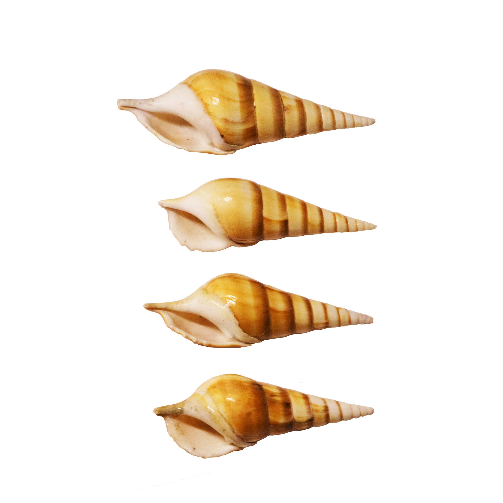 Tibia Curta Shell | Real Brown India Tibia Conch Seashells 4-5" - Etsy