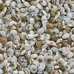 May include: A collection of seashells in various shades of white, brown, and gray. The shells are arranged in a random pattern, creating a natural and organic texture.