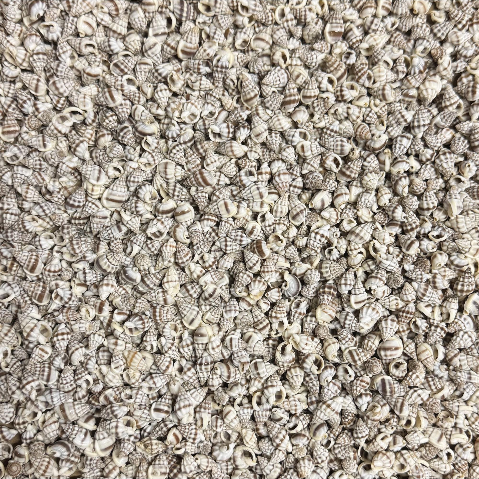 Nassa Persian Mud Shells 1/2