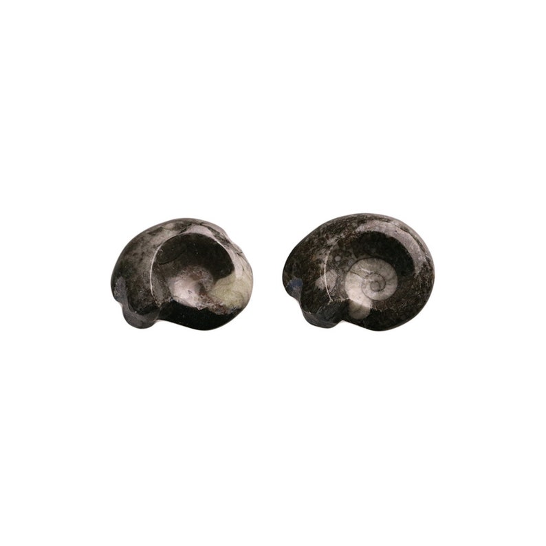 Mini Polished Goniatite Ammonite Fossils 1-1.5