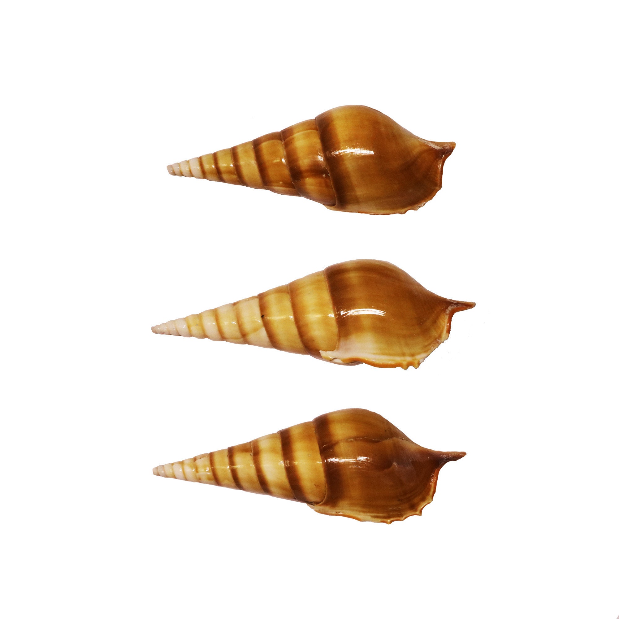 Tibia Curta Shell | Real Brown India Tibia Conch Seashells 4-5" - Etsy