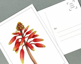 Red Aloe Botanical Postcards:  Set of 3
