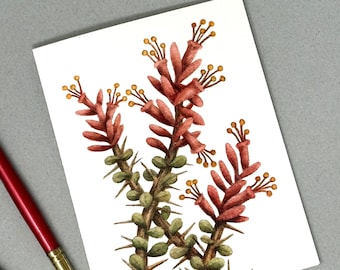 Ocotillo in Bloom Watercolor Notecards: Box of 8