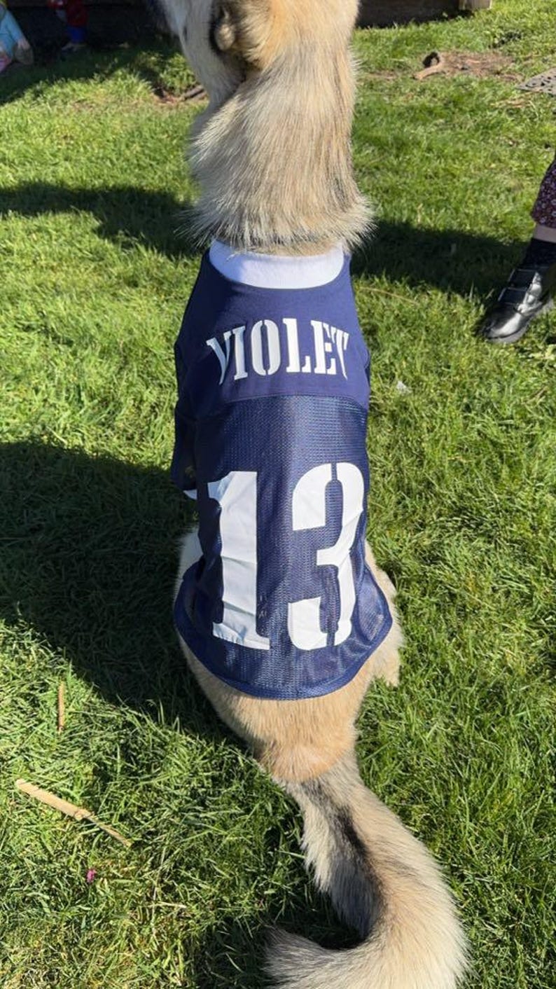 Pu&ograve; includere: Un cane che indossa una maglia blu con il nome "VIOLET" e il numero "13" stampato su di essa. Il cane &egrave; seduto sull'erba verde.