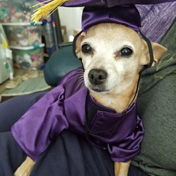 Graduation Dog Gown Graduation Gift Dog Costume Dog Gown Etsy