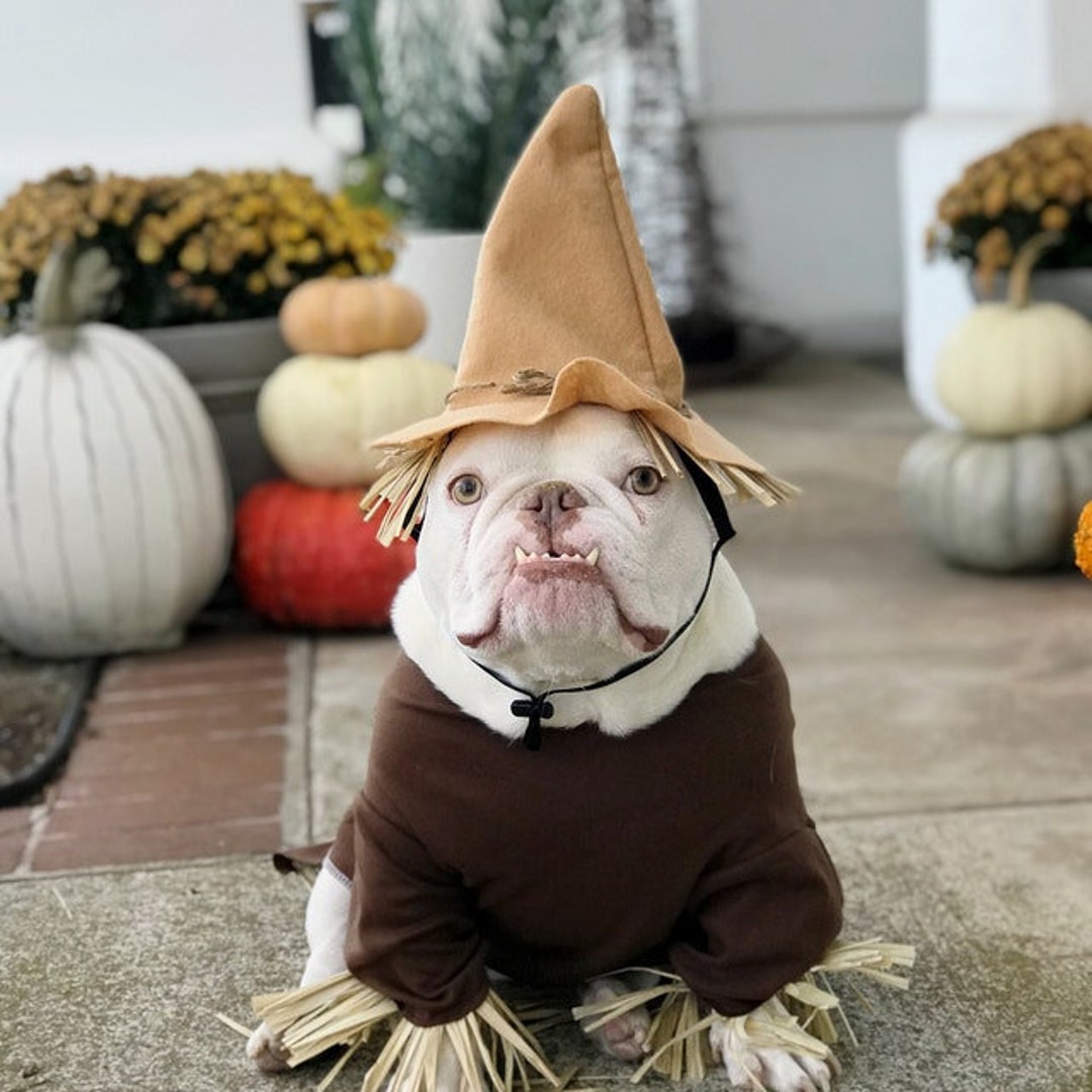 Scarecrow Dog Costume: Wizard of Oz Inspired Halloween Outfit - Etsy