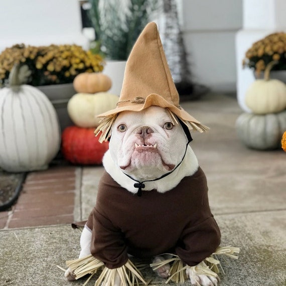 Scarecrow dog costume, Wizard of Oz Inspired. Scarecrow dog outfit, Halloween dog outfit, Dog costume