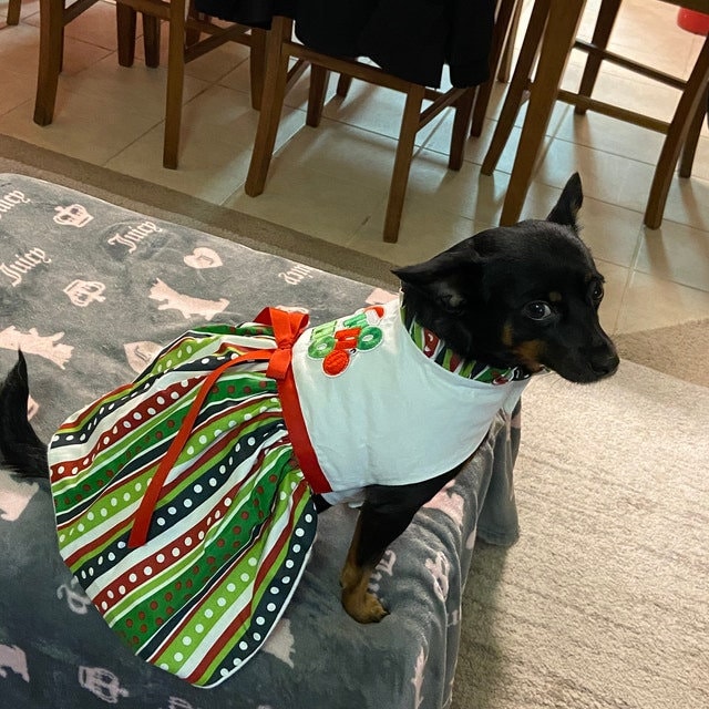 Female dog christmas dress best sale