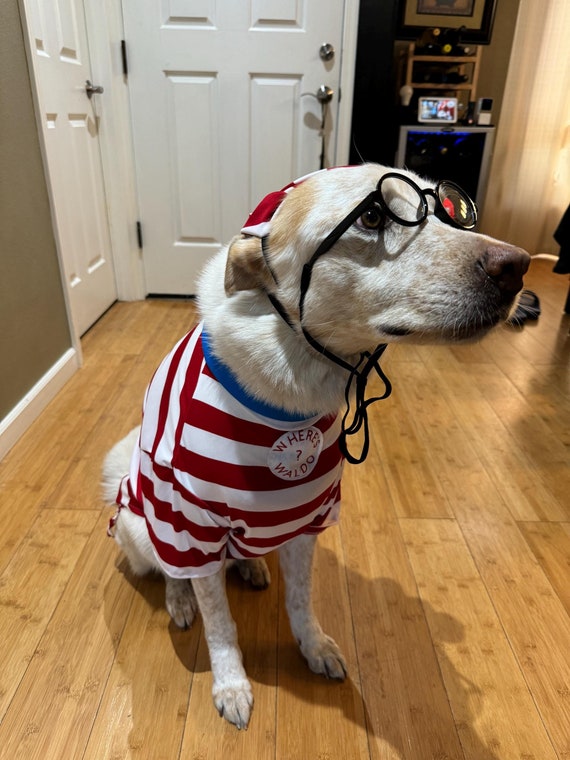 Where's Waldo?, Waldo dog costume, Halloween dog costume, Dog T-shirt, costume for dogs