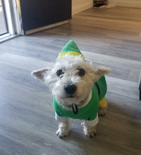 Elf dog on sale pajamas