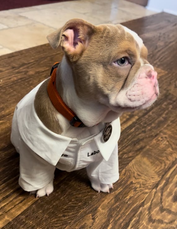Dog lab coat costume hot sale