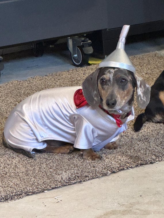 Tin Man dog costume, Wizard of Oz inspired dog costume, Tin Man dog outfit, Halloween dog outfit, Costumes for dog