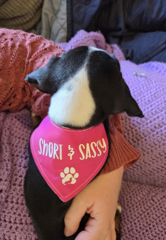 Dog Bandana, Bandana for Dachshunds, Velcro dog bandana, two sided bandana