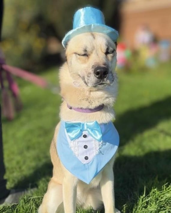 Dumb and Dumber dog outfit, Dumber bandana and hat, Halloween dog outfit, Costume for dogs, Dumb and Dumber gift