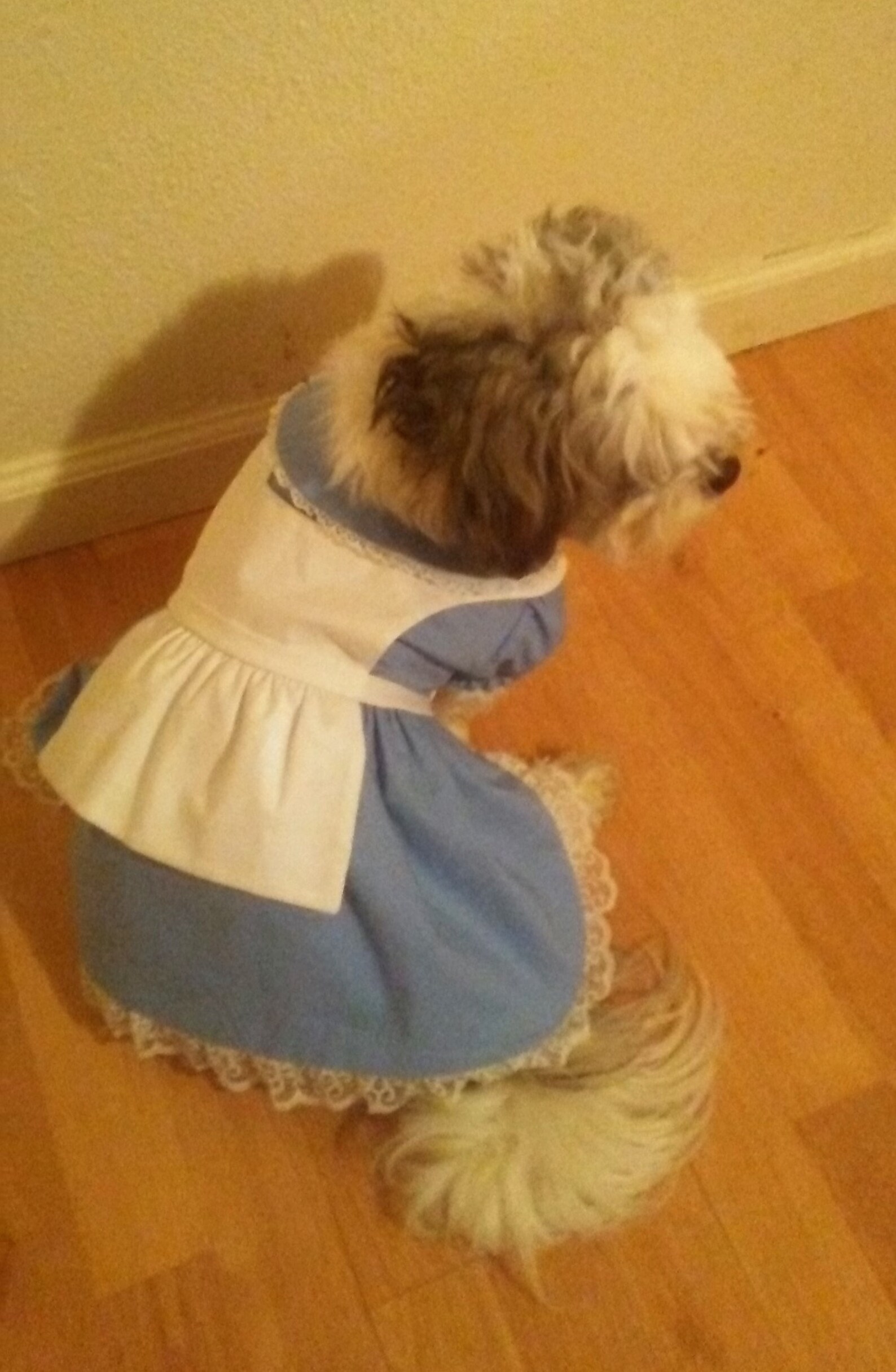 Alice in Wonderland Alice Dog Dress Alice Dog Costume Etsy UK