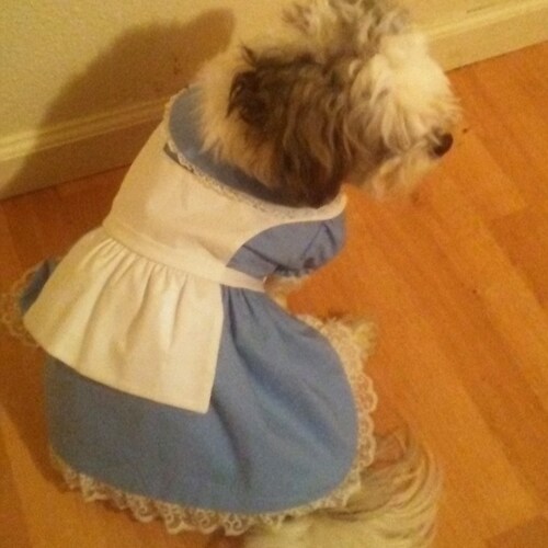 Alice in Wonderland White Rabbit Dog Costume Alice in Etsy