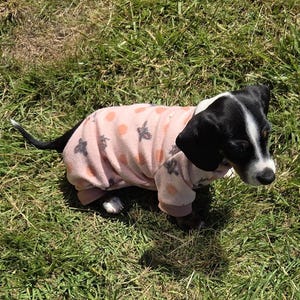 May include: A small black and white dog wearing a light pink dog onesie with a pattern of orange circles and grey butterflies. The dog is standing on green grass in the sunlight.
