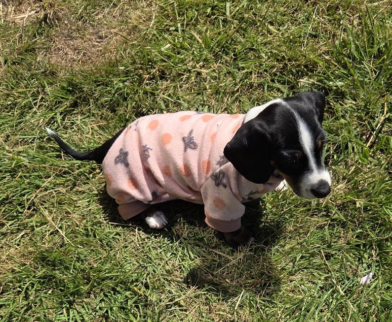 May include: A small black and white dog wearing a light pink dog onesie with a pattern of orange circles and grey butterflies. The dog is standing on green grass in the sunlight.