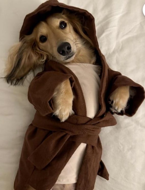 Jedi dog costume, Star Wars dog costume, Obi Wan Kenobi dog outfit, Halloween dog costume, costumes for dogs
