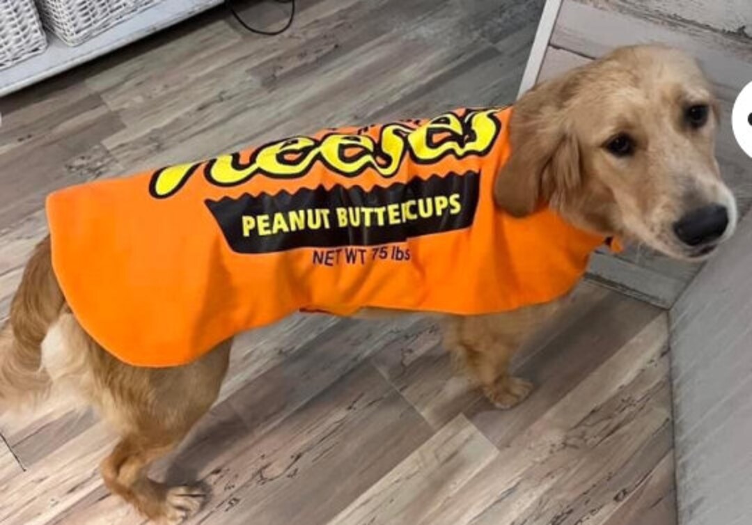 Reese's Dog Costume Candy Dog Costume Halloween Dog Etsy