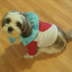 May include: A small, white and gray dog wearing a blue and red costume with a white collar. The dog is sitting on a wooden floor.