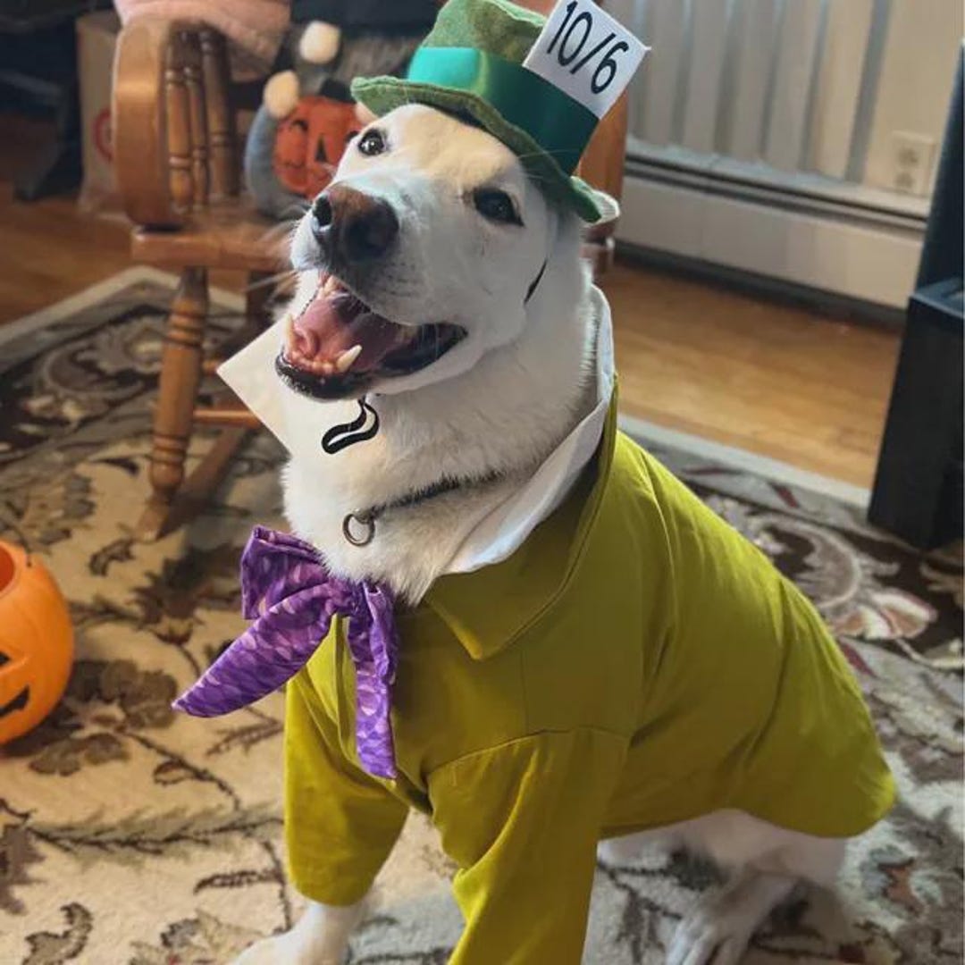 Mad Hatter Dog Costume: Alice in Wonderland Halloween Outfit