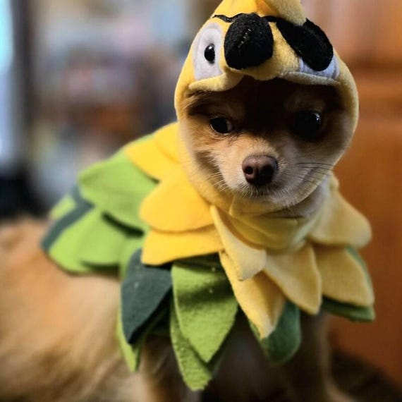 Fleece Parrot Dog Costume: Pirate Halloween Outfit