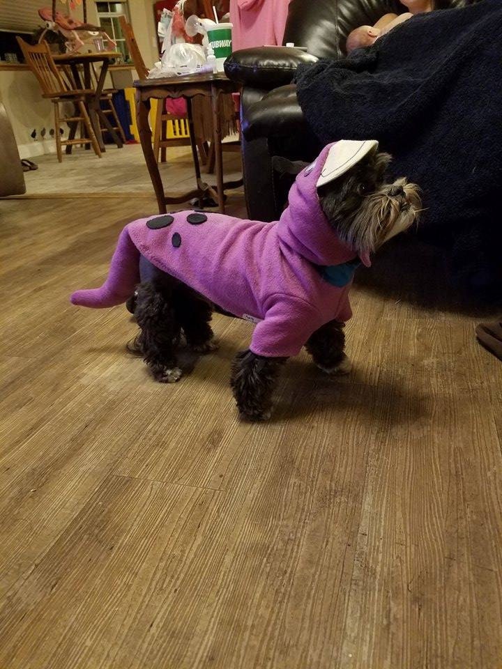 weruva best feline friend cat canned food