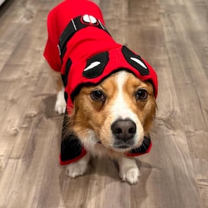May include: A corgi dog wearing a red Deadpool costume with a black belt and eye mask.