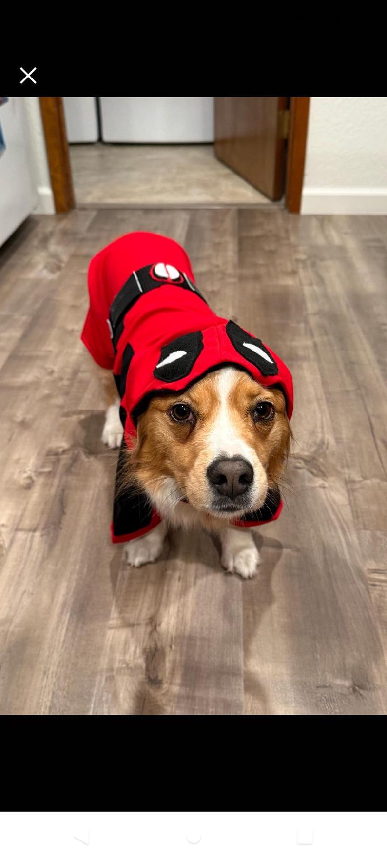 May include: A corgi dog wearing a red Deadpool costume with a black belt and eye mask.