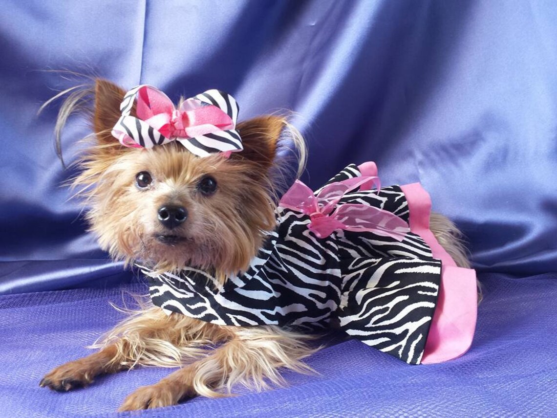 Zebra Dog Dress Girl Dog Outfit Dog Dress Etsy