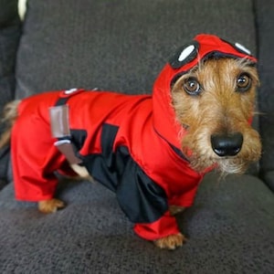 May include: A small brown and white dog wearing a red and black hooded costume with a white eye mask. The costume resembles the superhero Deadpool.