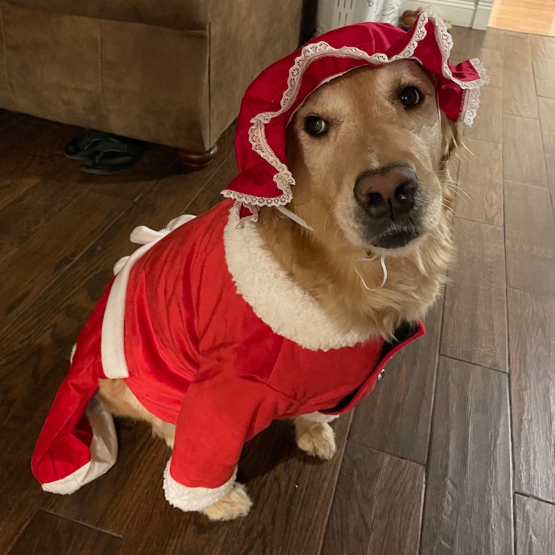 SMALL DOG CHRISTMAS- Mrs Claus Doggy Dress main image 0