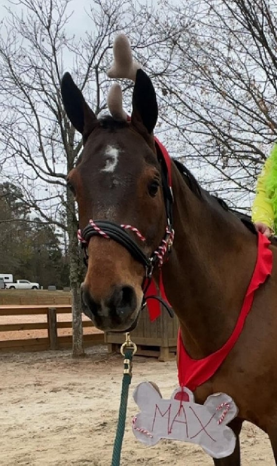 XLG Single Cotton Antler, Horse Costume, Inspired by Gus